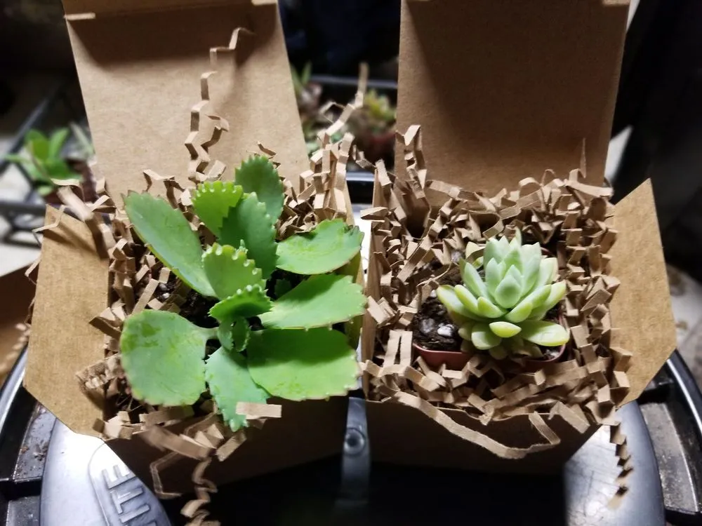 Top-rated outdoor landscaping in San Antonio, TX - PalmBuddha