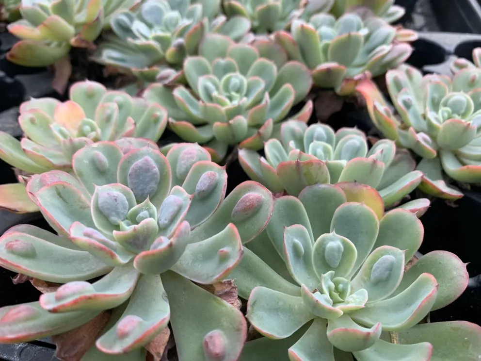 Professional landscape installation experts serving San Antonio, TX - PalmBuddha