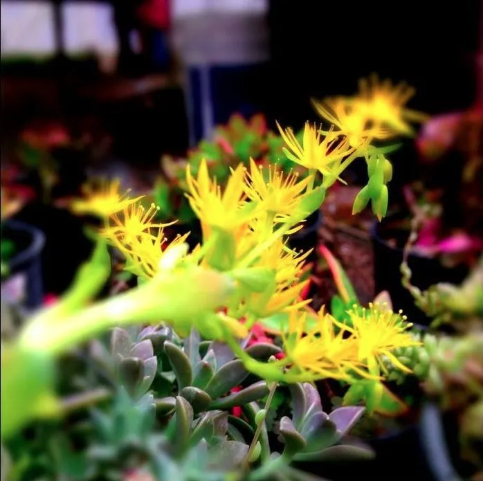 Trusted landscape design in San Antonio, TX - PalmBuddha