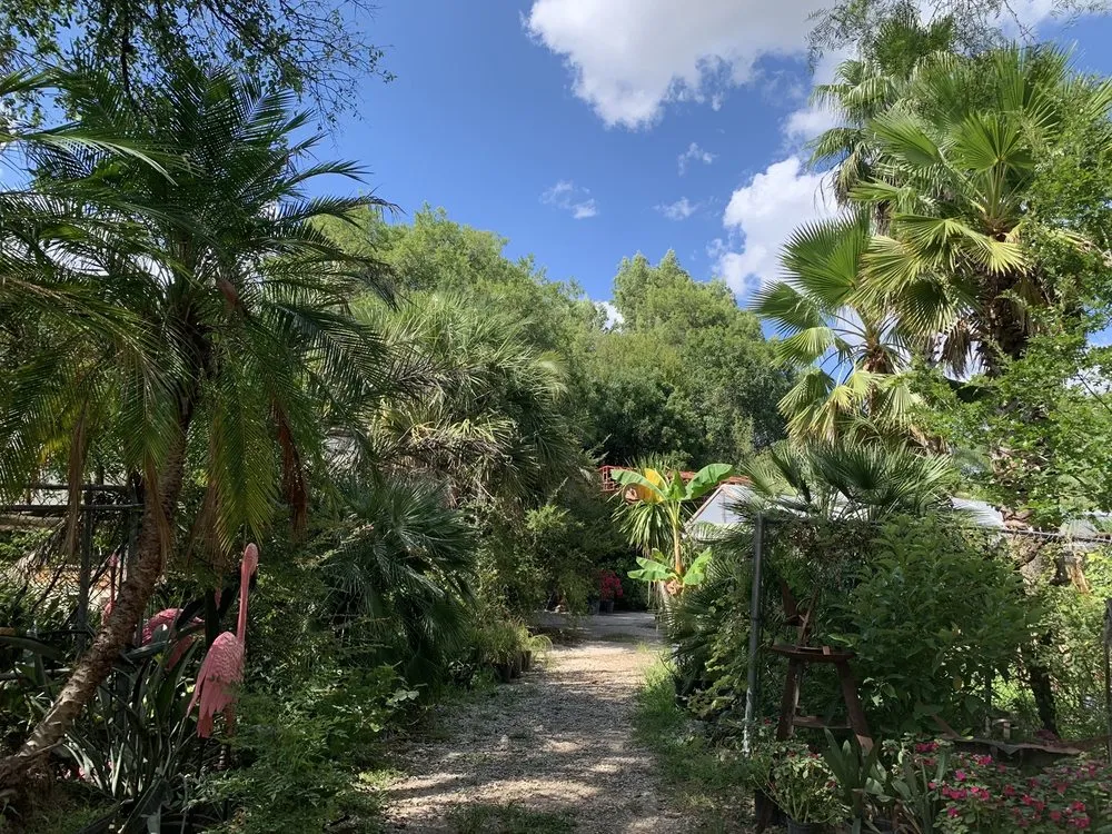 Professional yard cleanup service in San Antonio, TX by PalmBuddha