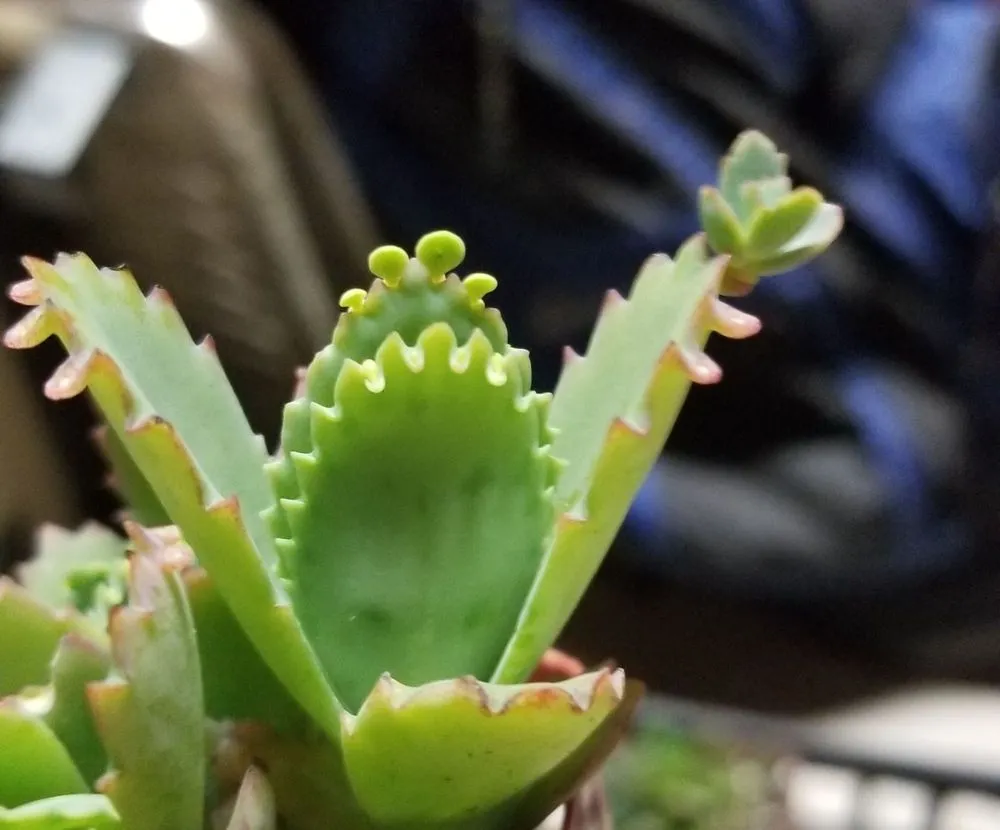 Expert landscape design experts serving San Antonio, TX - PalmBuddha