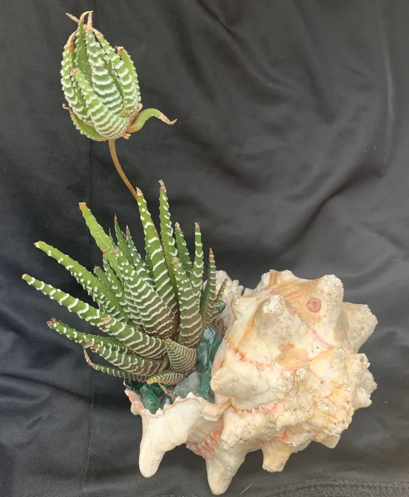 Top-rated outdoor landscaping for beautiful yards in San Antonio, TX by PalmBuddha