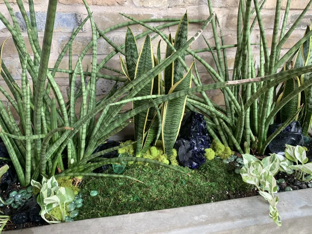 Professional yard maintenance experts serving San Antonio, TX - PalmBuddha