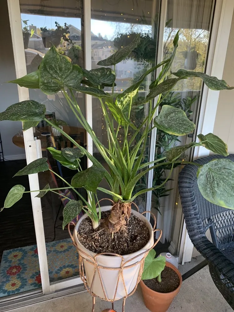 Professional garden landscaping for year-round maintenance in San Antonio, TX by PalmBuddha