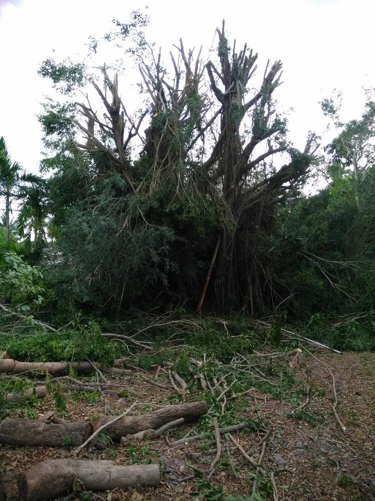 Custom residential landscaping for residential properties across Oakland Park, FL - Palmer Bros