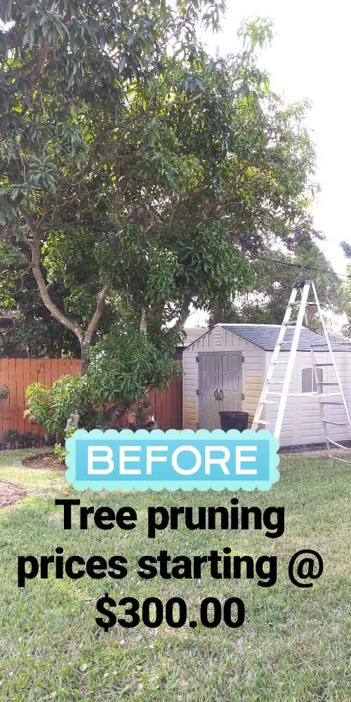 Top-rated yard cleanup service for beautiful yards across Oakland Park, FL - Palmer Bros