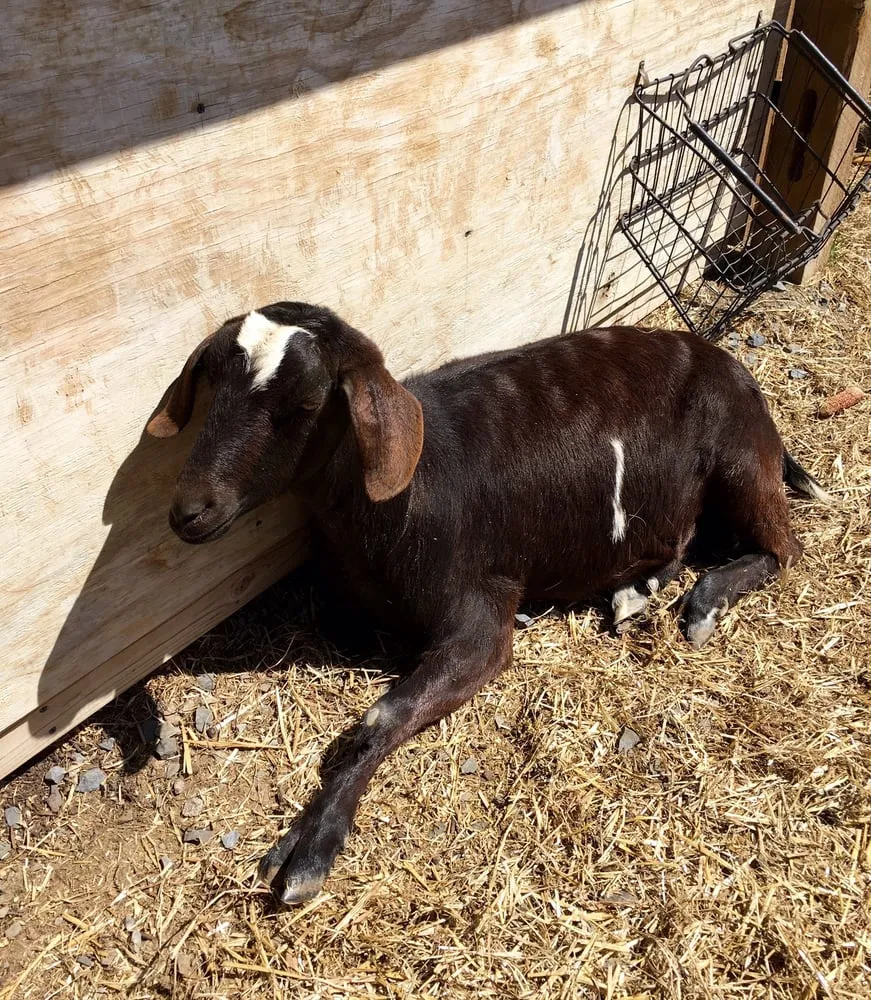 Expert garden landscaping for outdoor upgrades across Easton, PA - Palmer Nursery