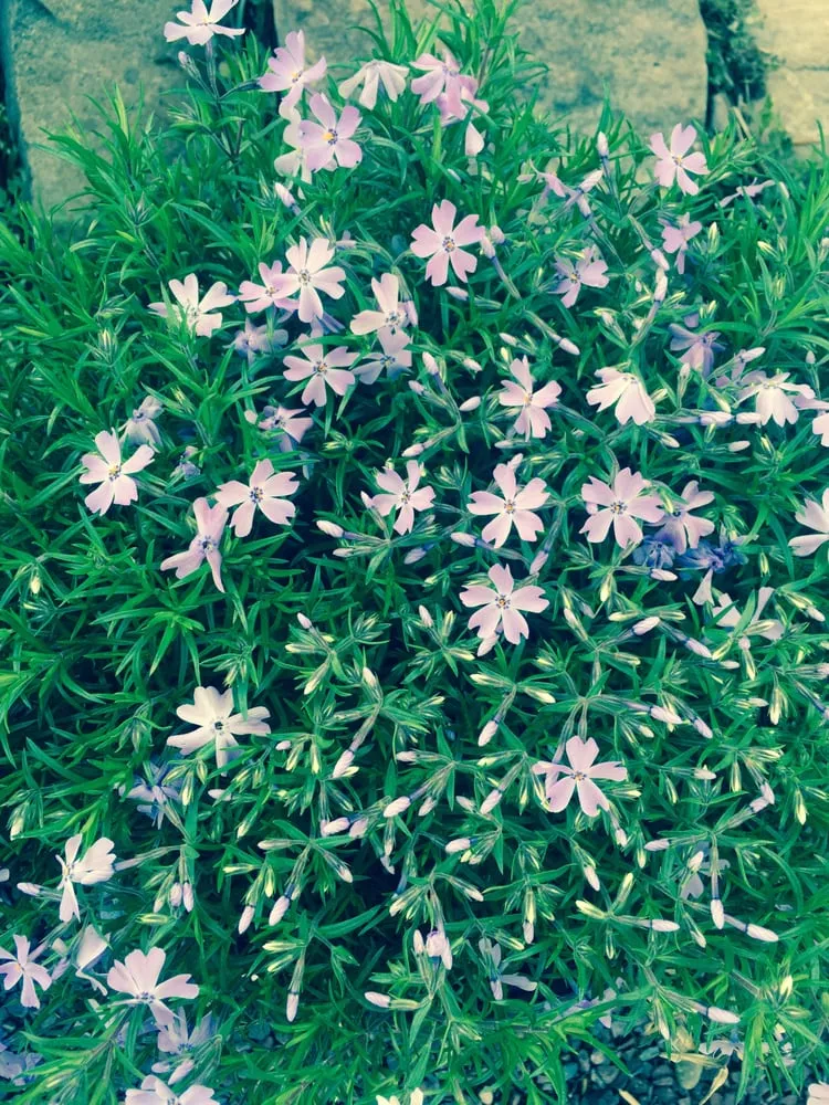 Trusted yard maintenance near you in Easton, PA by Palmer Nursery