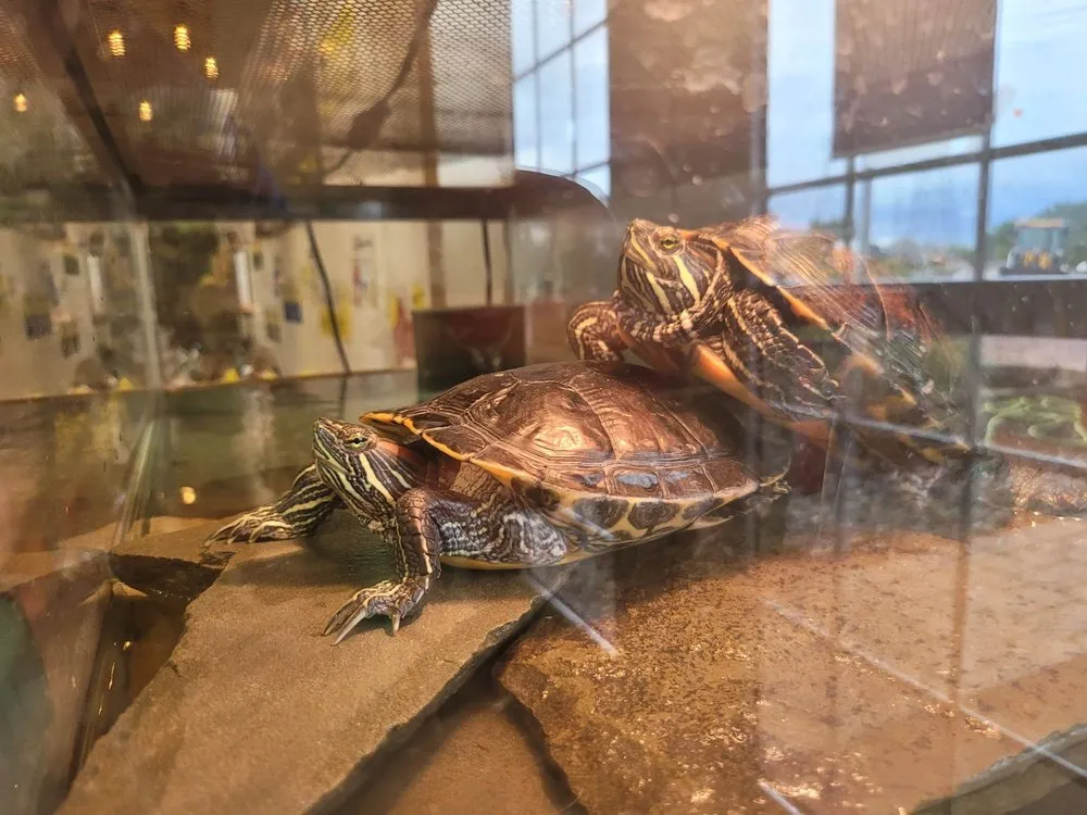 Professional landscape installation experts serving Easton, PA - Palmer Nursery