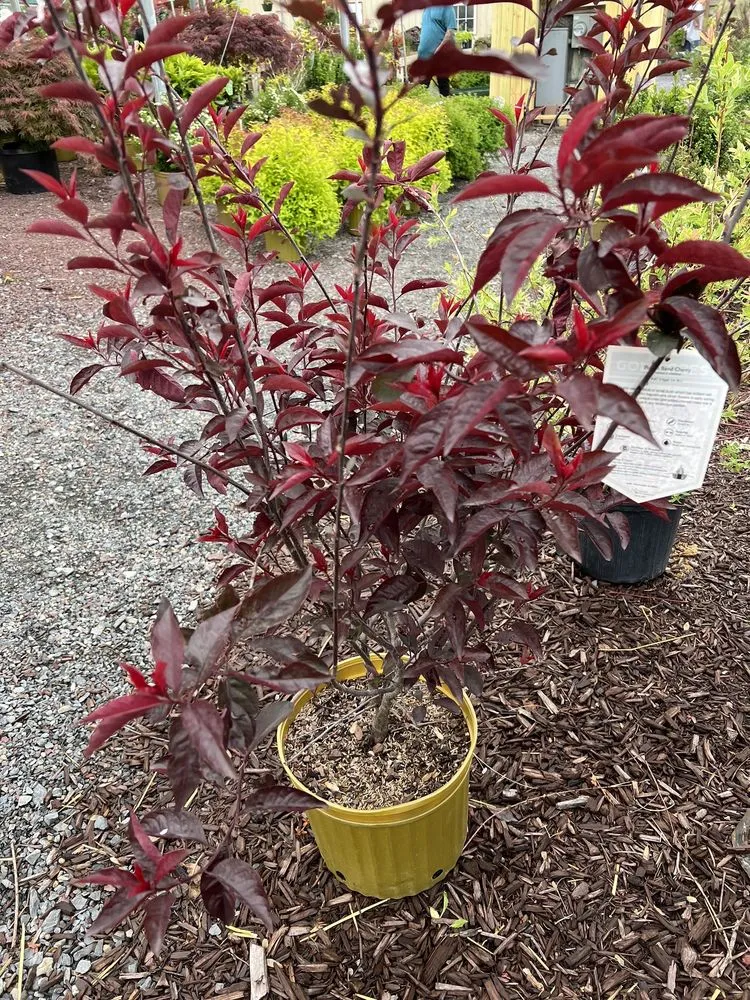 Reliable lawn mowing service in Easton, PA - Palmer Nursery