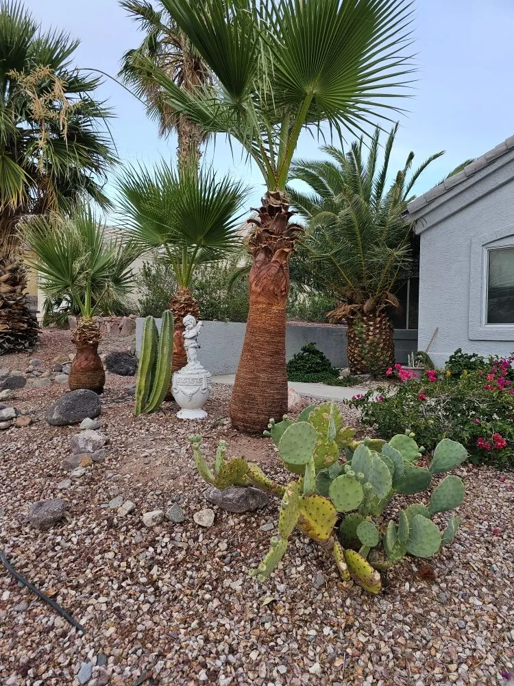 Custom yard cleanup service for year-round maintenance across Bullhead City, AZ - Palmeros Landscaping