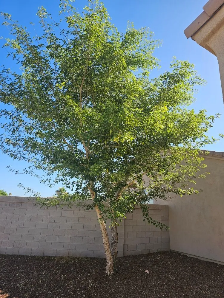 Custom yard maintenance for homes in Bullhead City, AZ by Palmeros Landscaping