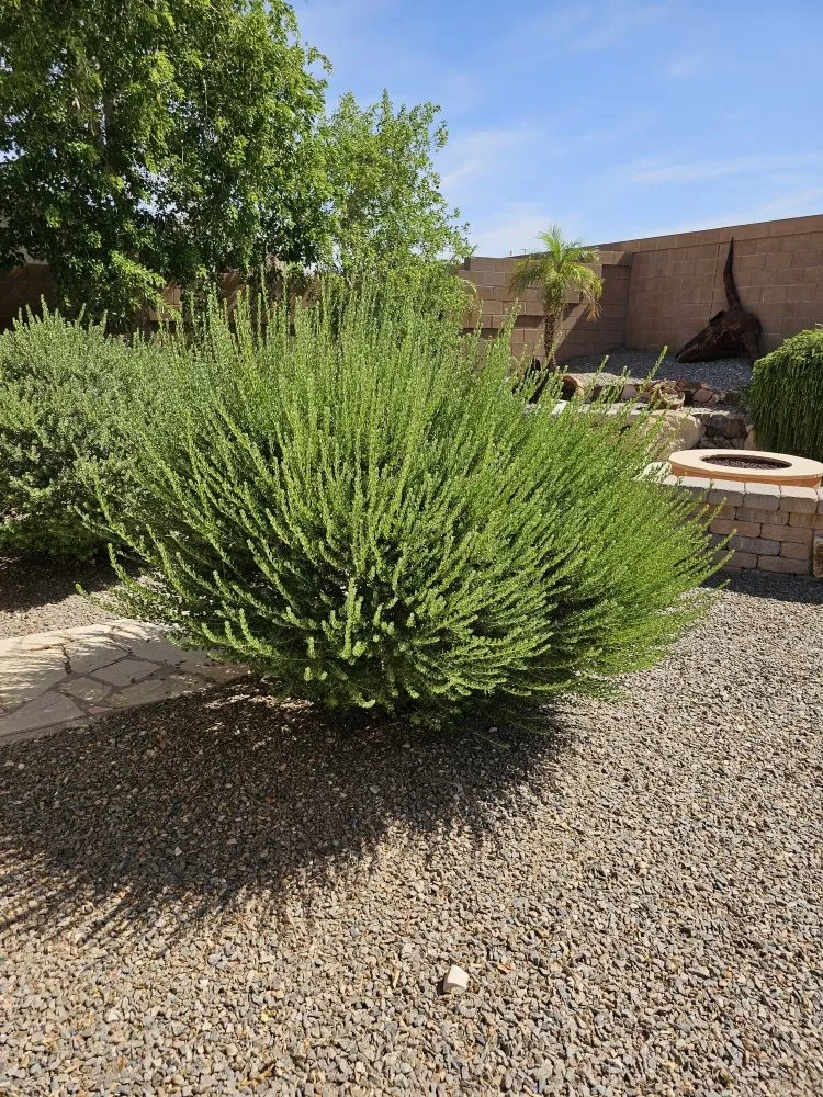 Trusted outdoor landscaping experts serving Bullhead City, AZ - Palmeros Landscaping