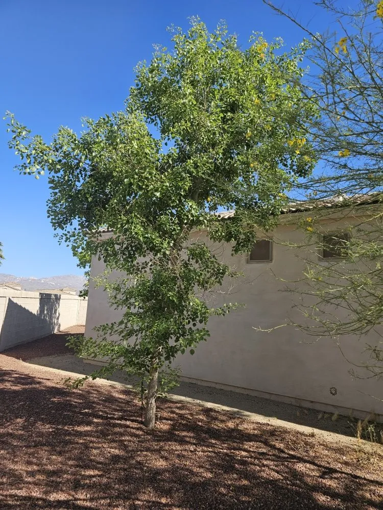 Expert garden landscaping in Bullhead City, AZ by Palmeros Landscaping