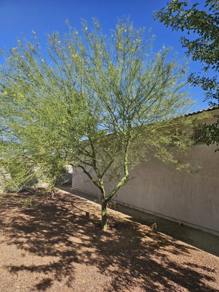 Affordable lawn mowing service for outdoor upgrades across Bullhead City, AZ - Palmeros Landscaping