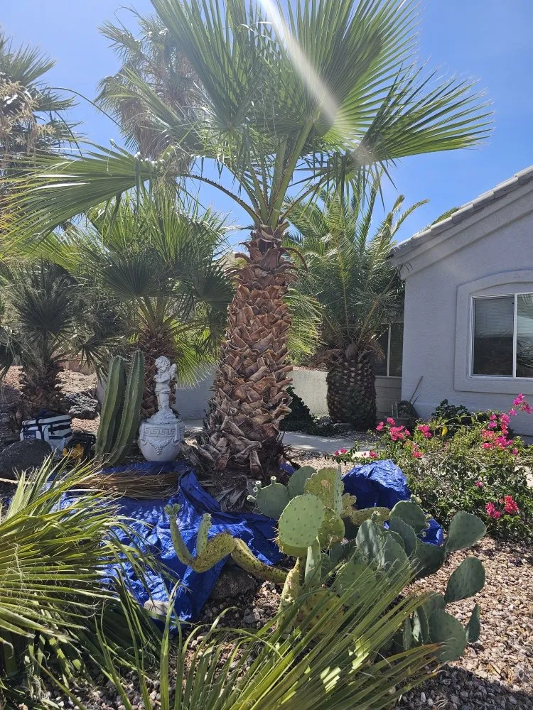 Top-rated lawn care service in Bullhead City, AZ by Palmeros Landscaping