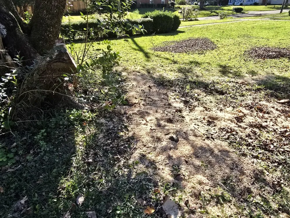 Top-rated lawn care service in Eupora, MS by Palmer's Exterior Services