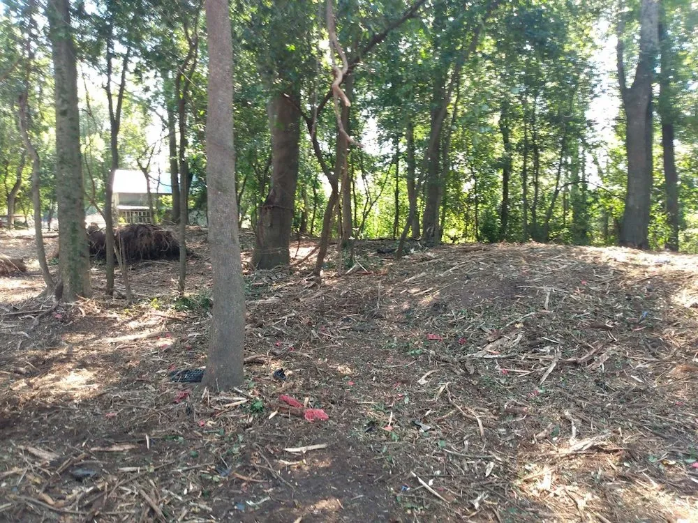 Affordable landscape design for beautiful yards across Marion, SC - Palmetto Clear Cut