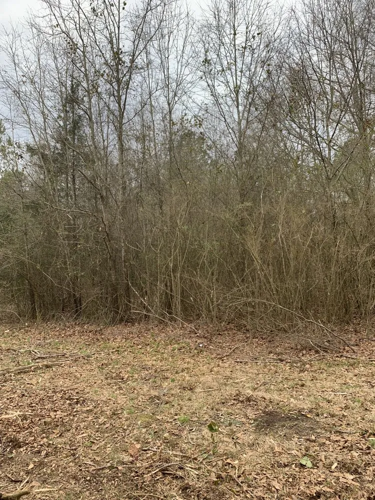 Local yard cleanup service for residential properties in Belton, SC by Palmetto Forestry Mulching & Land Management