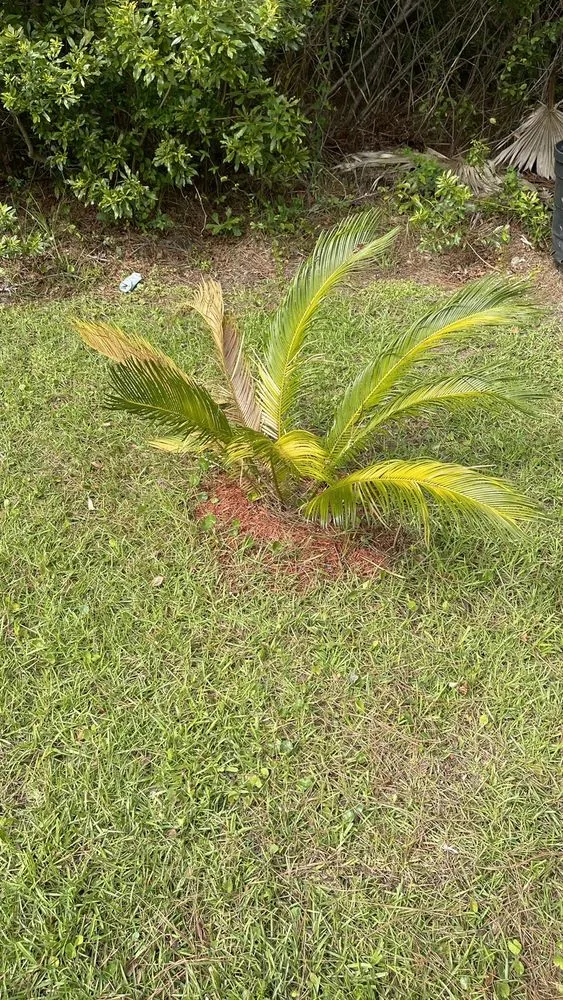 Custom landscape installation for residential properties across Mount Pleasan, SC - Palmetto Green Landscape and Design