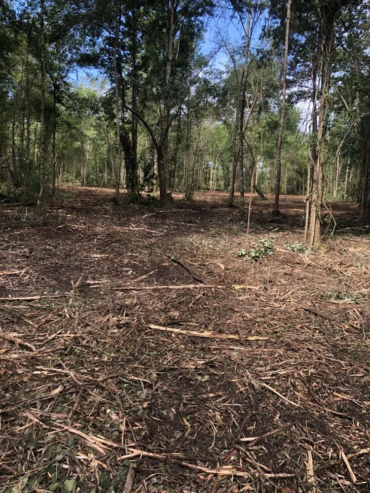 Reliable lawn care service experts serving Holly Hill, SC - palmetto land solutions