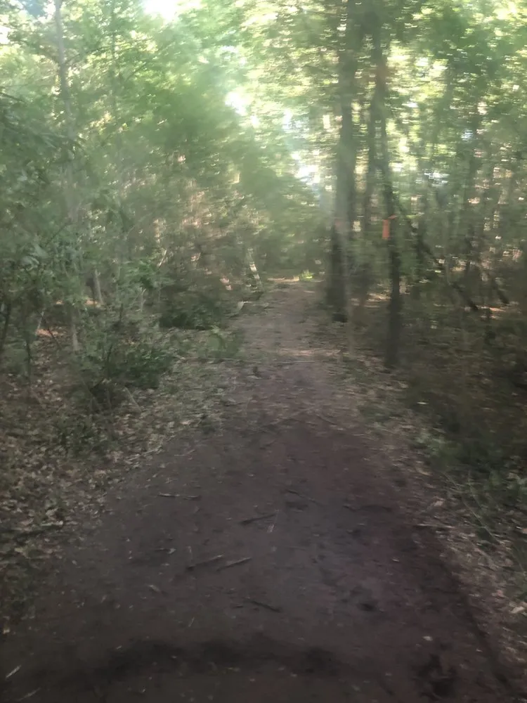 Reliable landscaping services for year-round maintenance in Holly Hill, SC by palmetto land solutions