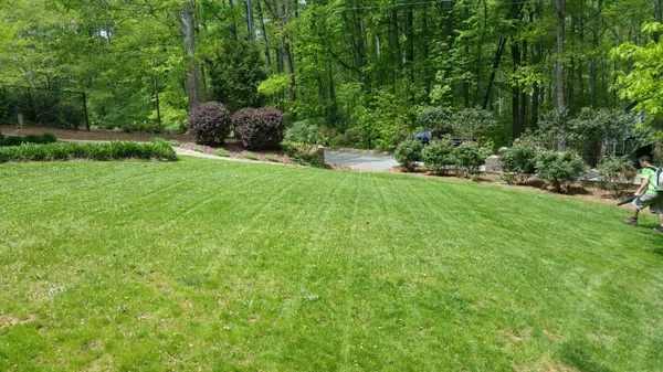 Palmetto Lawn and Landscape Logo