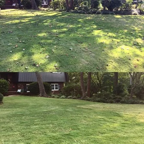 Reliable yard cleanup service for homes across Taylors, SC - Palmetto Lawn and Pest