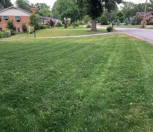 Expert yard maintenance in Taylors, SC - Palmetto Lawn and Pest