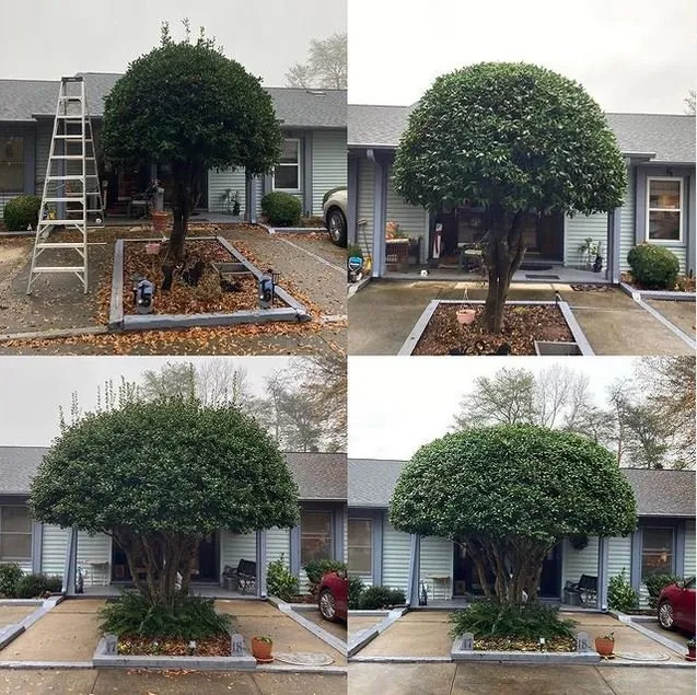 Reliable landscape design for outdoor upgrades across Taylors, SC - Palmetto Lawn and Pest