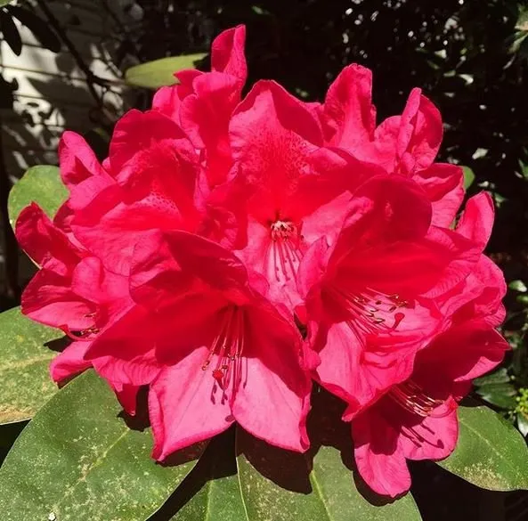 Custom landscape design in Taylors, SC by Palmetto Lawn and Pest