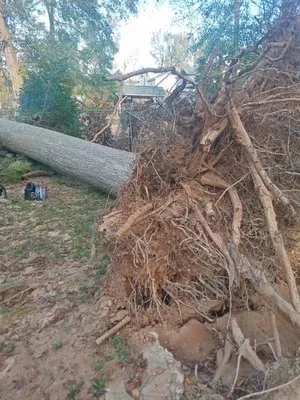 Palmetto Lawn and Tree Services