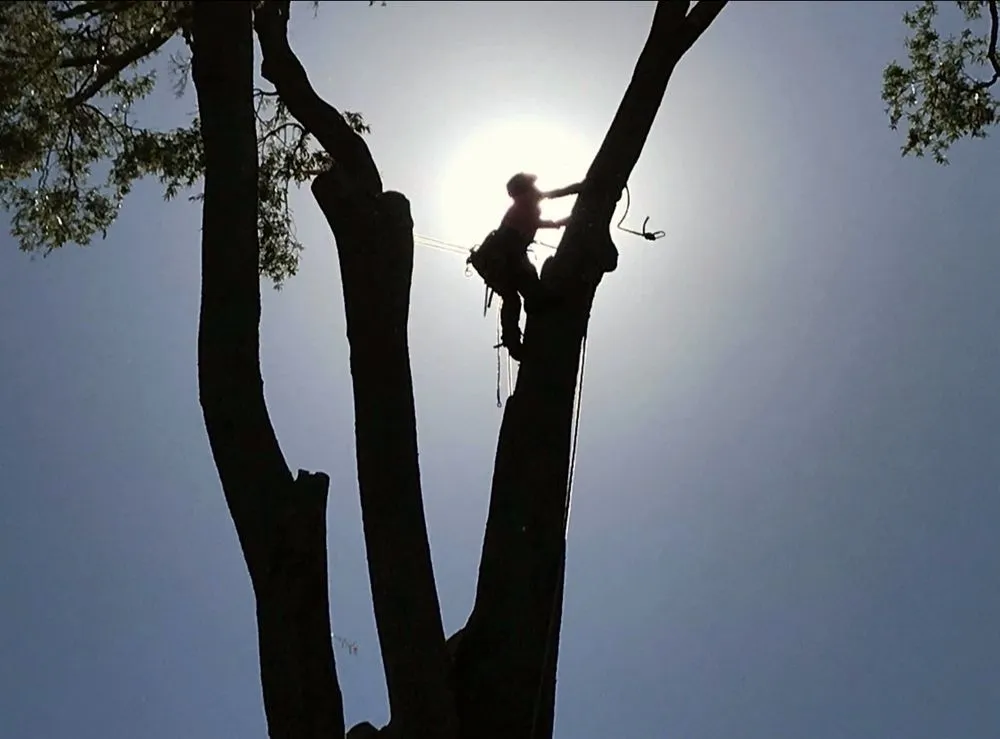 Professional yard cleanup service experts serving Columbia, SC - Palmetto Pros