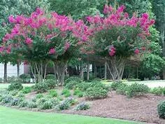 Professional landscaping services in Elgin, SC - Palmetto Pros Lawn Care