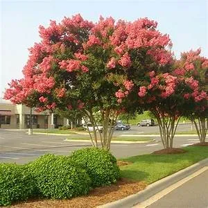 Custom landscape installation for outdoor upgrades across Elgin, SC - Palmetto Pros Lawn Care