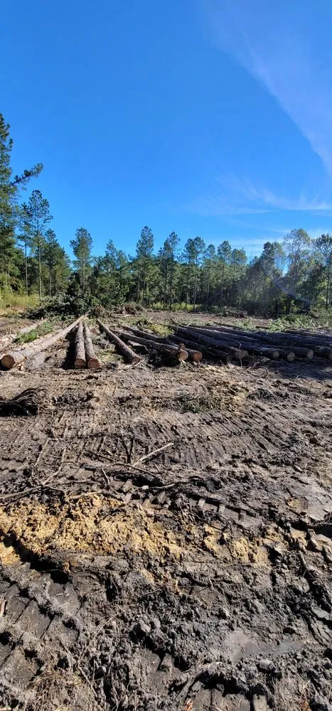 Affordable residential landscaping for beautiful yards across Saint George, SC - Palmetto Site Group