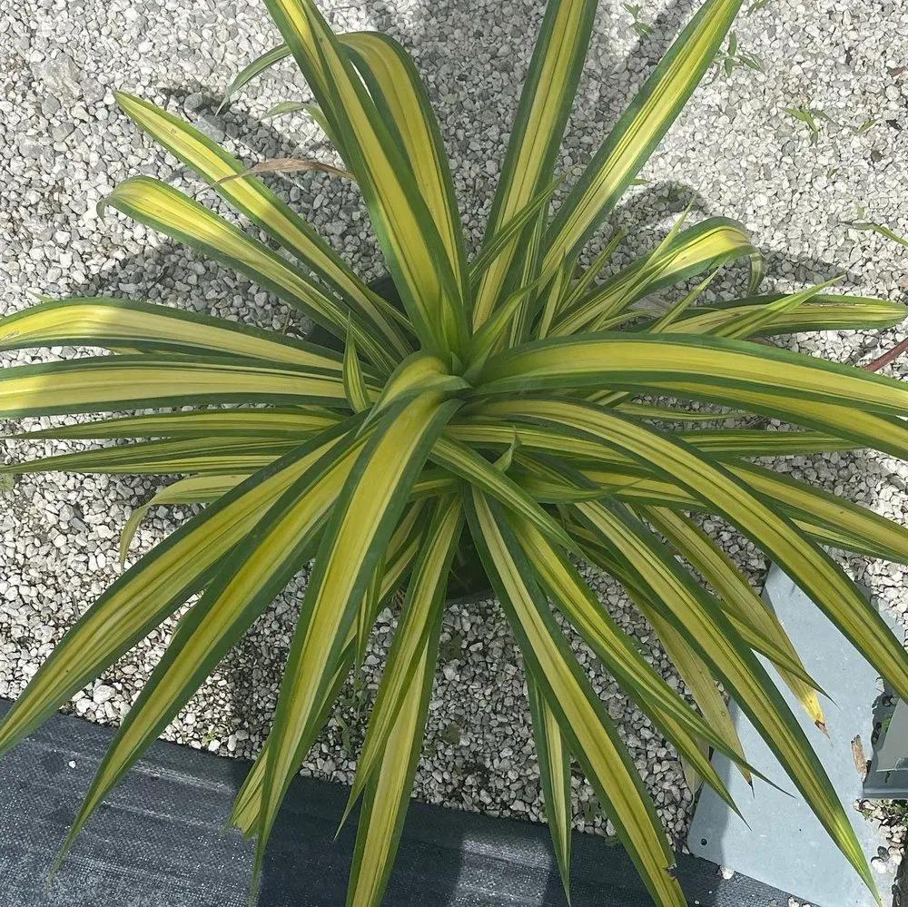 Custom lawn care service in North Miami Beach, FL - Palms And Fronds