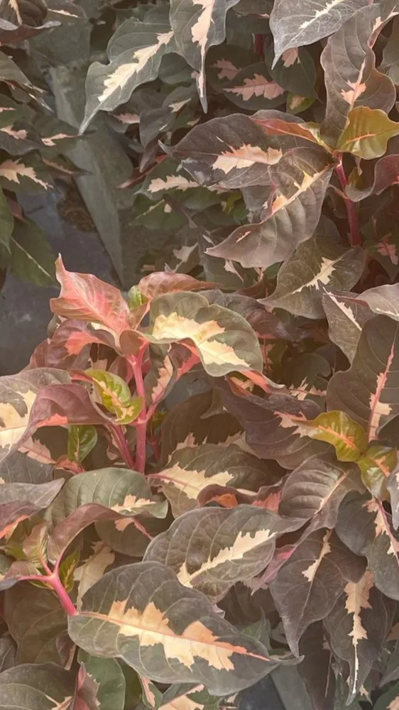 Reliable outdoor landscaping for beautiful yards in North Miami Beach, FL by Palms And Fronds