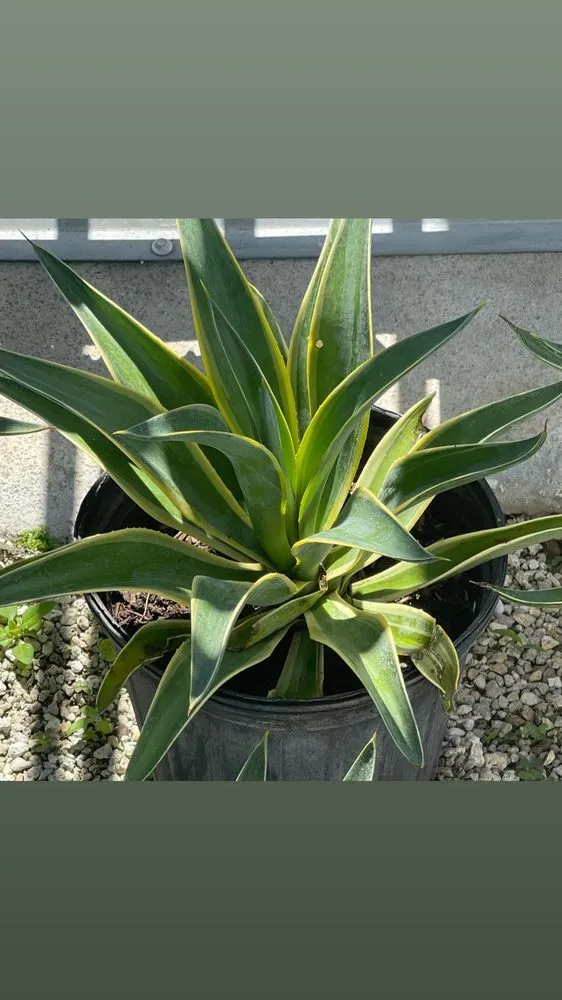 Expert landscaping services for year-round maintenance across North Miami Beach, FL - Palms And Fronds