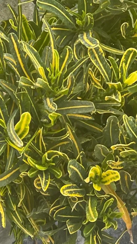 Professional garden landscaping experts serving North Miami Beach, FL - Palms And Fronds