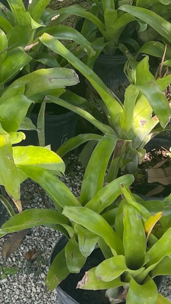 Local garden landscaping for homes in North Miami Beach, FL by Palms And Fronds