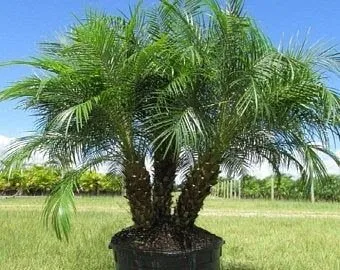 Palms and Tree Landscaping Logo