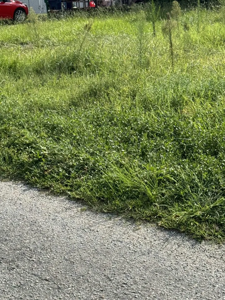 Expert lawn care service experts serving Tampa, FL - Palms N Shades Landscaping Solutions