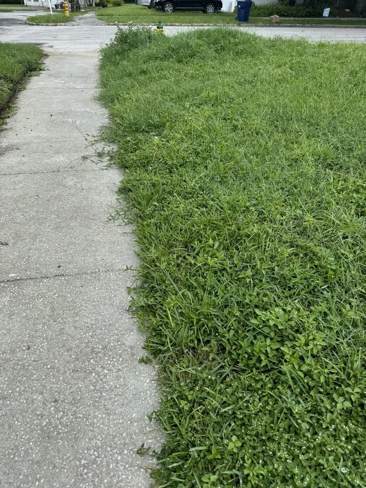 Trusted residential landscaping for beautiful yards across Tampa, FL - Palms N Shades Landscaping Solutions