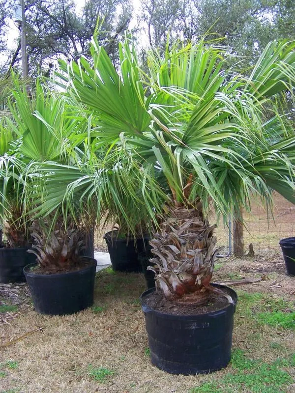 Professional lawn care service in Winnie, TX - Palms Of Paradise