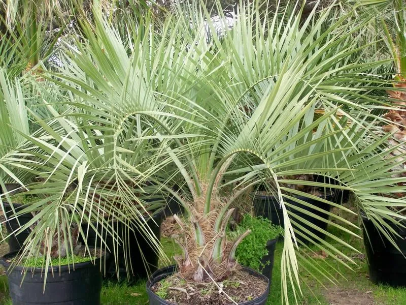 Local landscaping services in Winnie, TX by Palms Of Paradise