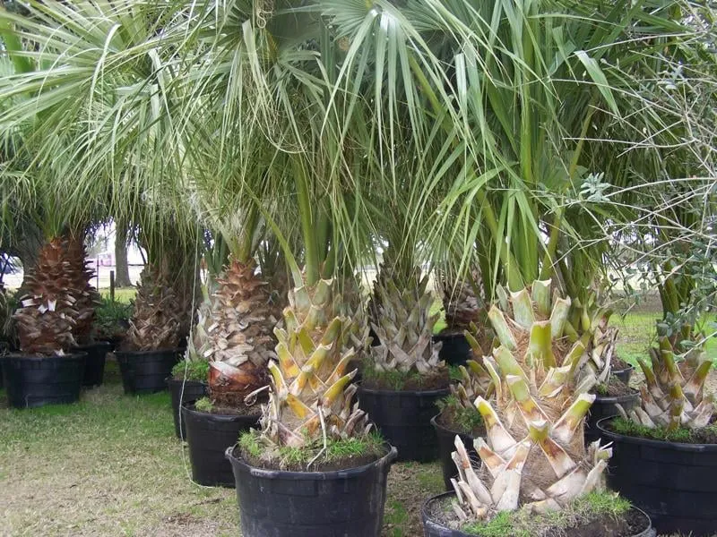 Custom landscaping services near you across Winnie, TX - Palms Of Paradise