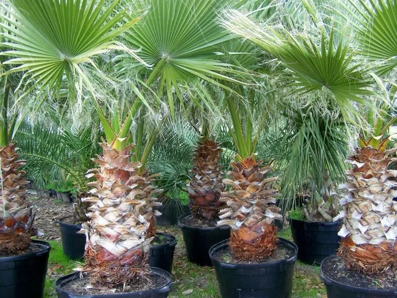 Affordable garden landscaping in Winnie, TX - Palms Of Paradise