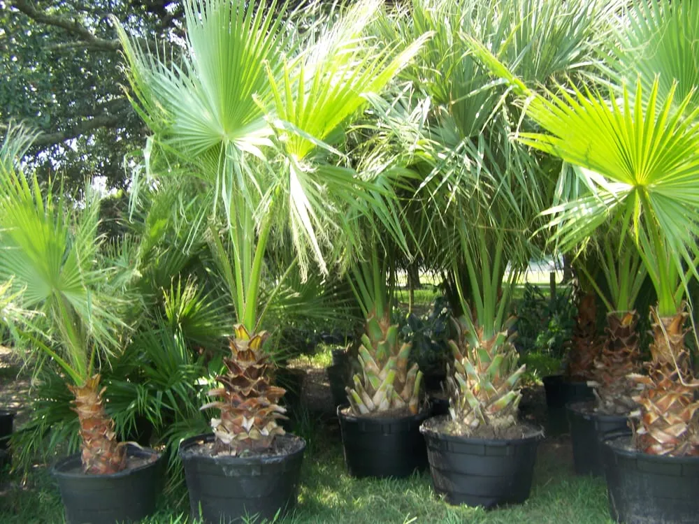 Reliable yard maintenance experts serving Winnie, TX - Palms Of Paradise