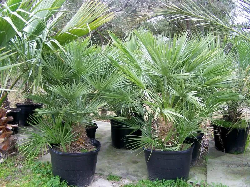 Professional garden landscaping in Winnie, TX by Palms Of Paradise